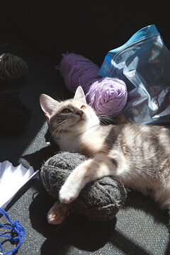 a young cat lies on a couch sleeping amongst knitting and wool