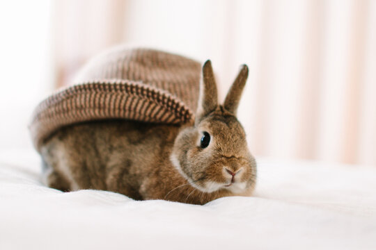 Rabbit wearing a hat