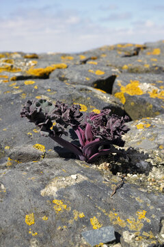 Sea cabbage unfolding between the rocks of a dike