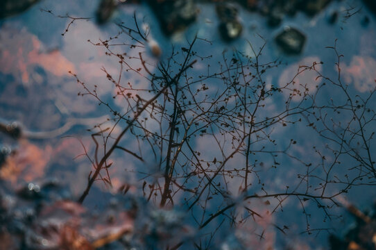 Treetop reflection in the pond