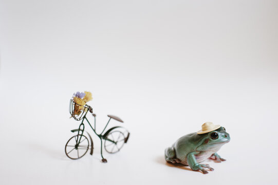 tiny tree frog wearing a hat next to a miniature bike