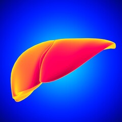 Liver 3D Illustration Human Digestive System Anatomy