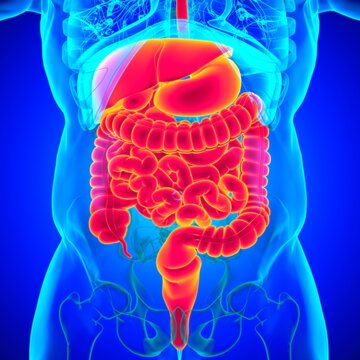 Human Digestive System Anatomy For Medical Concept 3D