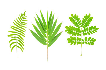 Image of leaf Fern, Bamboo, Moringa branch isolated on white background with clipping path