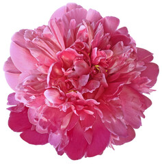 pink  peony flower on a white isolated background with clipping path.  For design.  Closeup.  Nature.
