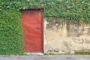 A red metal iron front door wall overgrown with vertically growing ivy on the street