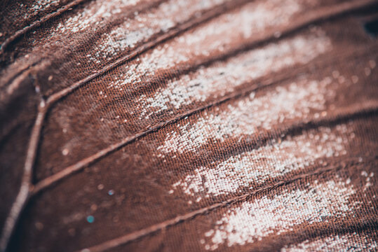butterfly wing macro