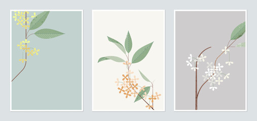 Botanical poster template design, Osmanthus fragrans flowers in different color