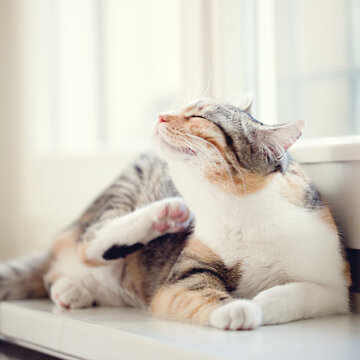 Cat having a itch