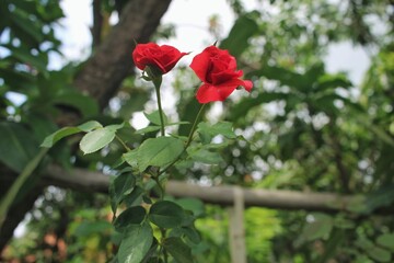 red rose in the garden