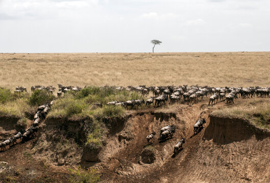 Herd of wilderbeest after crossing the Mara river on the Masai M