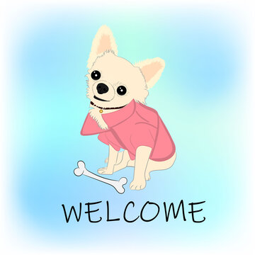 chihuahua dog Sitting image graphics design vector illustration