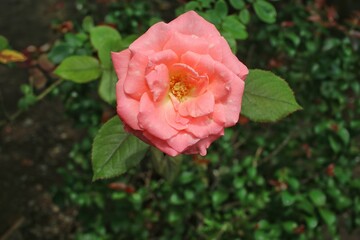 pink rose in garden