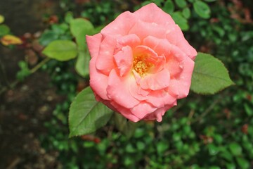 pink rose in garden