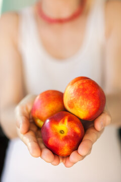 Female hands holding nectarines