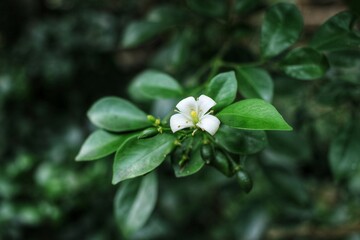 flowers in the garden