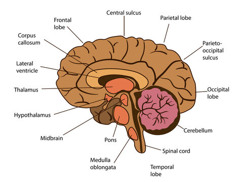 Vector isolated illustration of brain components in man head. Human brain detailed anatomy.