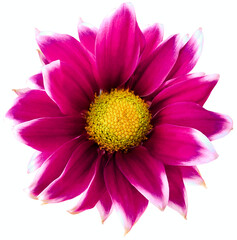 Daisy bright  purple.. Flower on  isolated  white background with clipping path without shadows. Close-up. For design. Nature.