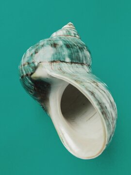 Sea snail shell