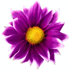Daisy bright purple.. Flower on  isolated  white background with clipping path without shadows. Close-up. For design. Nature.