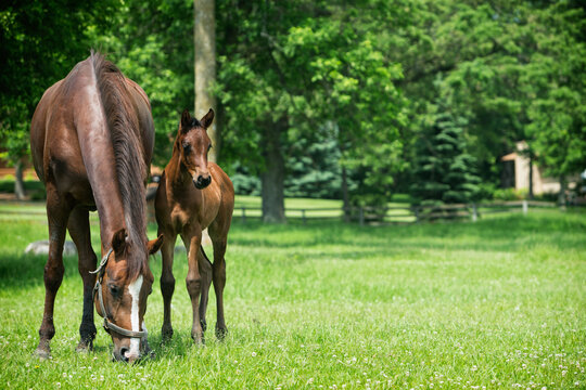 Fresh new horses