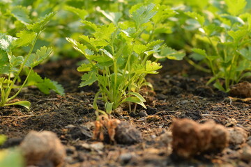 Coriander grow up, Plant grow up.