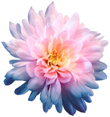 Chrysanthemum  light pink-blue. Flower on  isolated  white background with clipping path without shadows. Close-up. For design. Nature.