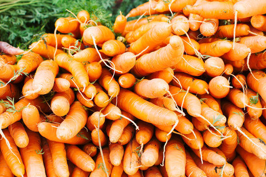Bunches of carrots at market