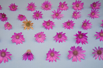 Pink flowers on a background pattern as an idea