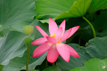 Fototapeta premium Lotus in full bloom in a pond, North China