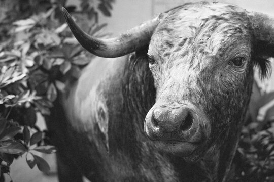 Black and white bull