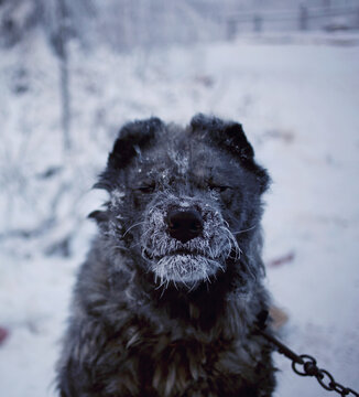 Guard dog in a Siberian winter.