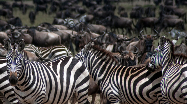 Group of zebra with wilderbeast in the background.
