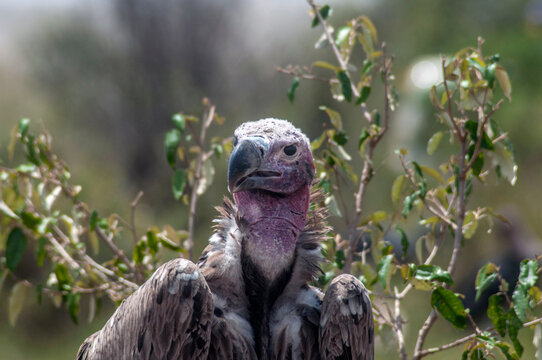 Close up head shot of a vulture looking towards the camera.