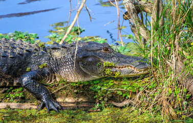 Alligator on a log in Florida 