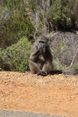 Young Baboon, Table Mountain National Park, Cape Town, South Africa.