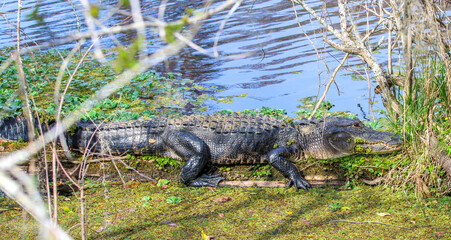 Alligator on a log in Florida 