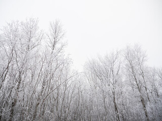 frosty winter trees