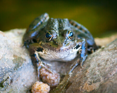 Frog looking at the camera