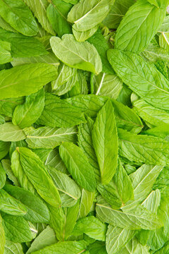 Spearmint leaves