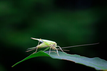Tree crickets live on wild plants in North China