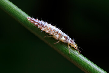Aphid lions live on wild plants in North China