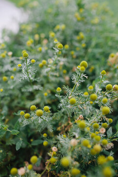 Chamomile