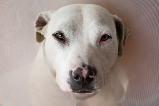 Sad crossbreed dog with a pet cone.