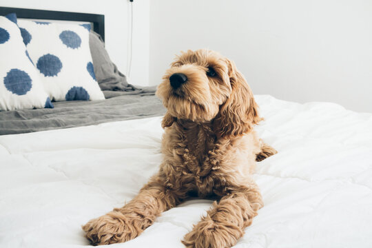 Fluffy Labradoodle Puppy Lying On Bed