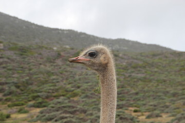 Ostrich, Table Mountain National Park, Cape Town, South Africa.
