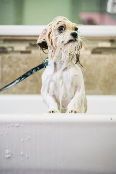 Groomer: Peekapoo Wet After Bath