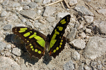 Malachite Butterfly Sunbathing in Cuba