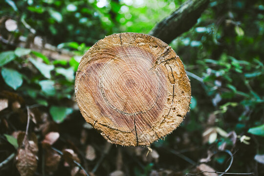 Cross section of old tree trunk on the forest.