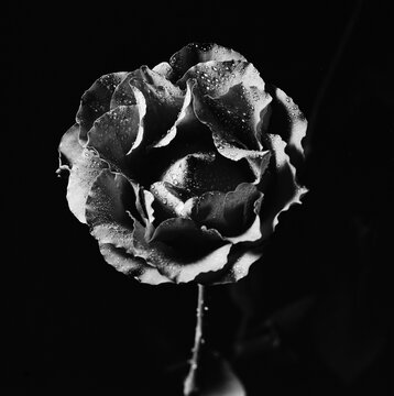 black rose